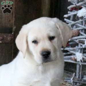 Bandit, Yellow Labrador Retriever Puppy