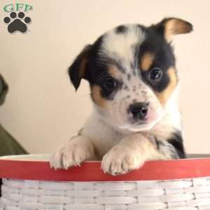 Bandit, Welsh Corgi Mix Puppy