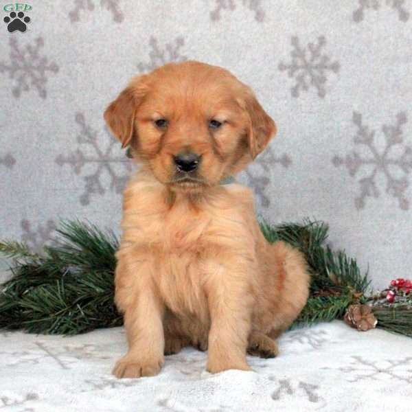 Banjo, Golden Retriever Puppy