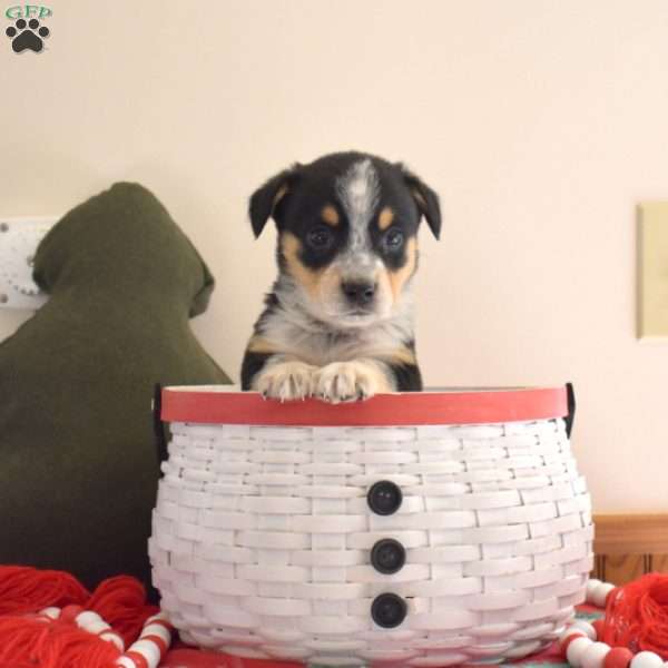 Banjo, Welsh Corgi Mix Puppy