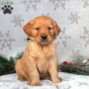 Banjo, Golden Retriever Puppy