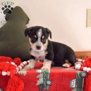Banjo, Welsh Corgi Mix Puppy
