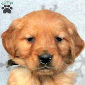 Banjo, Golden Retriever Puppy