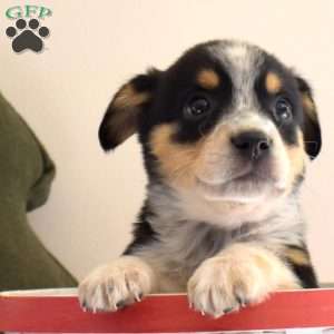 Banjo, Welsh Corgi Mix Puppy