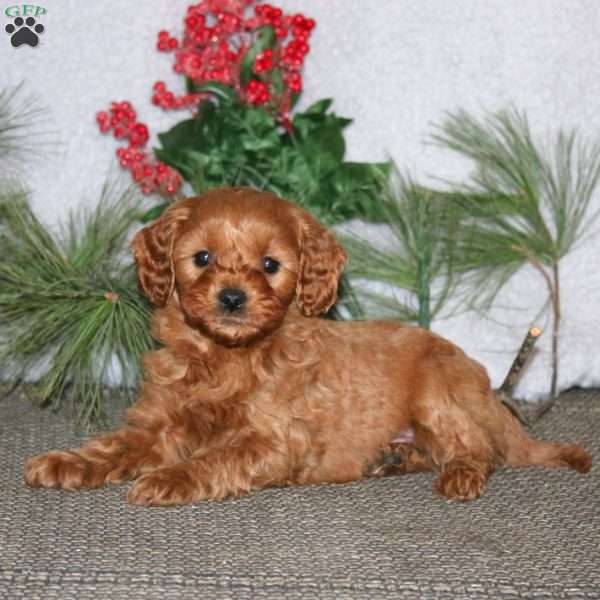 Banjo, Cavapoo Puppy