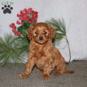 Banjo, Cavapoo Puppy