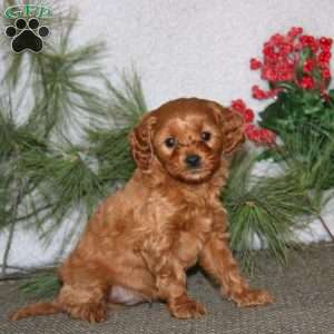 Banjo, Cavapoo Puppy