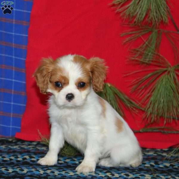 Barb, Cavalier King Charles Spaniel Puppy