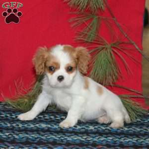 Barb, Cavalier King Charles Spaniel Puppy