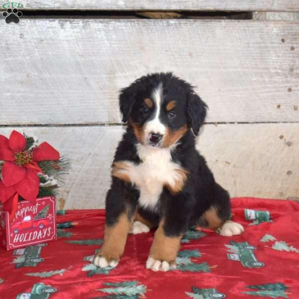 Barkley, Bernese Mountain Dog Puppy