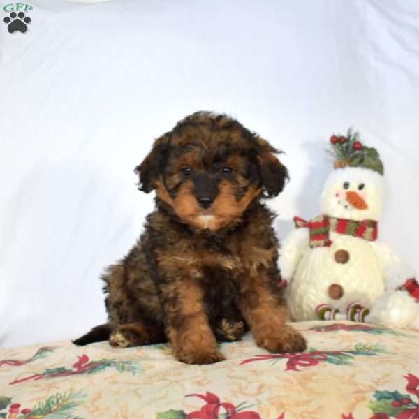 Barley, Mini Bernedoodle Puppy