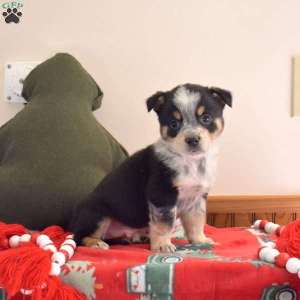 Barley, Welsh Corgi Mix Puppy
