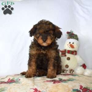 Barley, Mini Bernedoodle Puppy