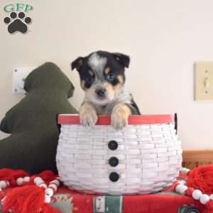 Barley, Welsh Corgi Mix Puppy