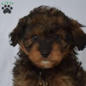 Barley, Mini Bernedoodle Puppy