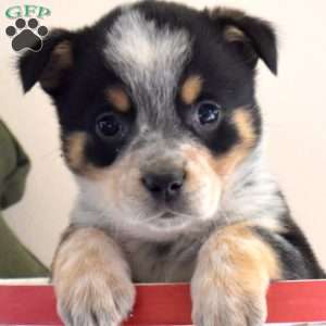 Barley, Welsh Corgi Mix Puppy