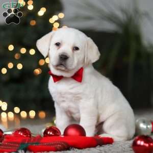 Barney, Yellow Labrador Retriever Puppy
