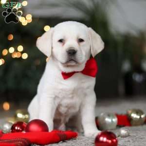 Barney, Yellow Labrador Retriever Puppy