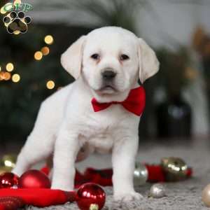 Barney, Yellow Labrador Retriever Puppy