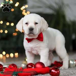 Barney, Yellow Labrador Retriever Puppy