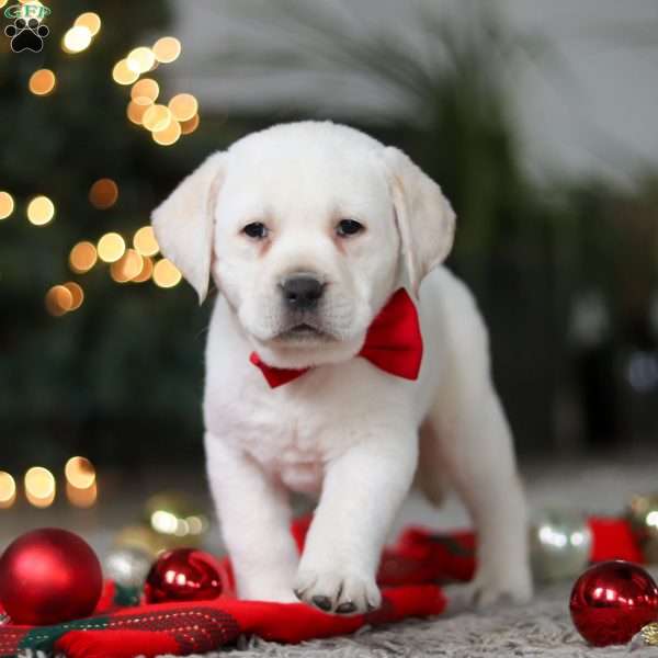 Barney, Yellow Labrador Retriever Puppy