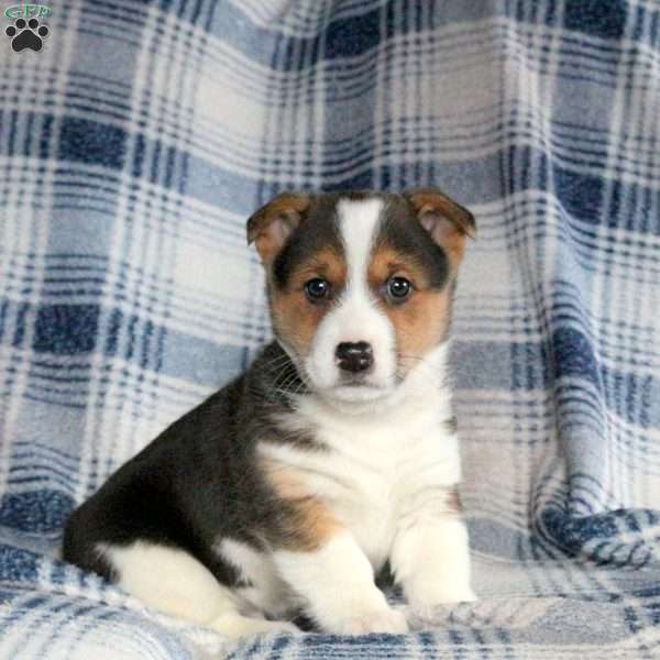Barney, Welsh Corgi Mix Puppy
