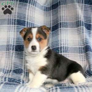 Barney, Welsh Corgi Mix Puppy