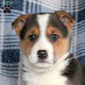 Barney, Welsh Corgi Mix Puppy