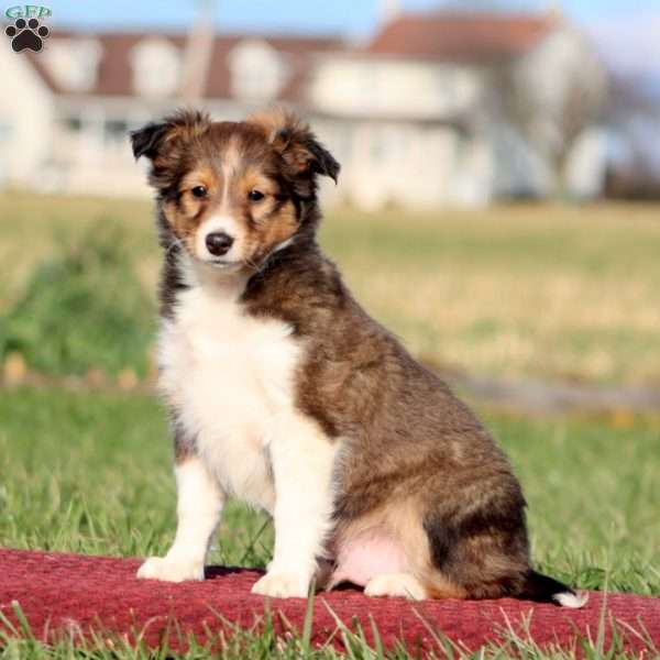 Barney, Sheltie Puppy