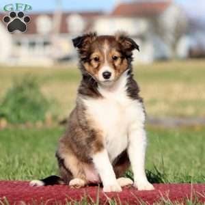 Barney, Sheltie Puppy