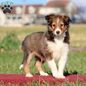 Barney, Sheltie Puppy
