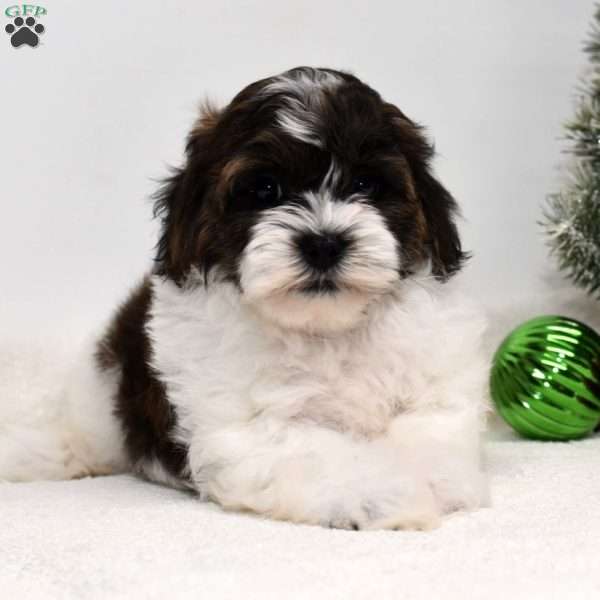 Barney, Shih-Poo Puppy