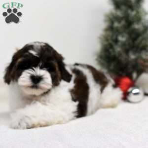 Barney, Shih-Poo Puppy