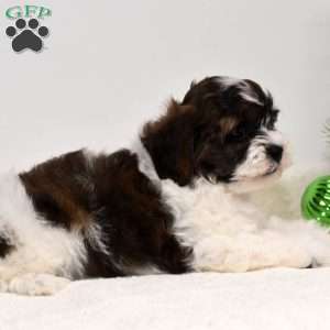 Barney, Shih-Poo Puppy