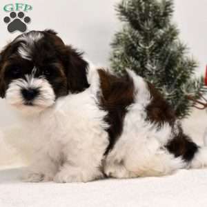 Barney, Shih-Poo Puppy