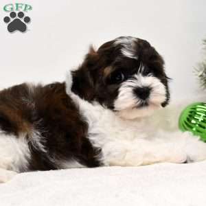 Barney, Shih-Poo Puppy