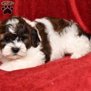 Barney, Shih-Poo Puppy