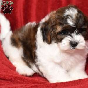 Barney, Shih-Poo Puppy