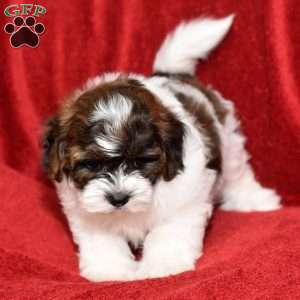 Barney, Shih-Poo Puppy