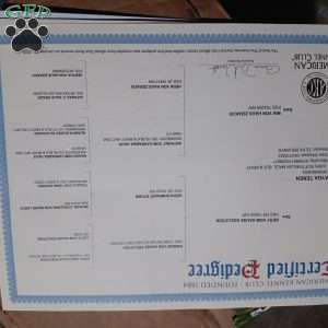 Silas, Rottweiler Puppy