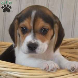 Beanie, Beagle Puppy