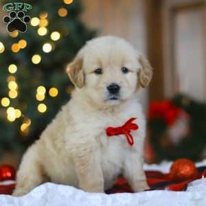 Bear, Golden Retriever Puppy
