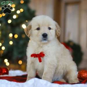 Bear, Golden Retriever Puppy