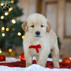 Bear, Golden Retriever Puppy