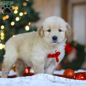Bear, Golden Retriever Puppy