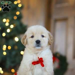 Bear, Golden Retriever Puppy