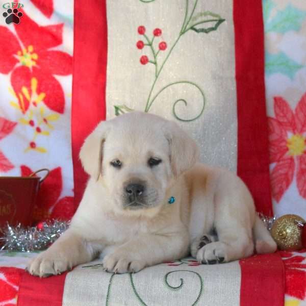Bear, Yellow Labrador Retriever Puppy