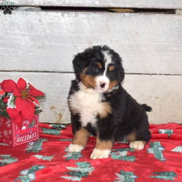 Bear, Bernese Mountain Dog Puppy