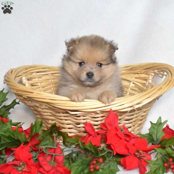 Bear, Pomeranian Puppy