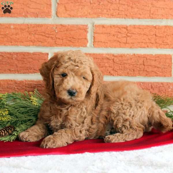 Bear, Mini Goldendoodle Puppy